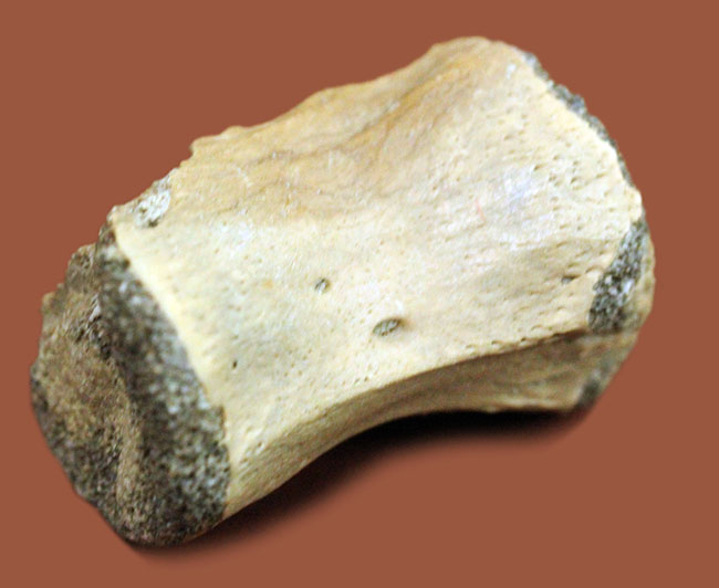 レア！カナダ・アルバータ州ノーブルフォード産カンパニアンの角竜、カスモサウルス（Chasmosaurus）の指の骨の化石（その3）