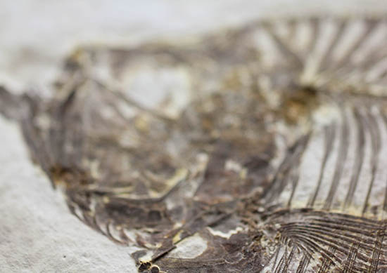 骨の浮き出方が美しい！ワイオミング州グリーンリバー層の古代魚ディプロミスタス(Diplomystus dentatus)の化石（その10）