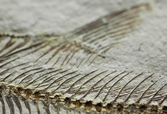 骨の浮き出方が美しい！ワイオミング州グリーンリバー層の古代魚ディプロミスタス(Diplomystus dentatus)の化石（その12）