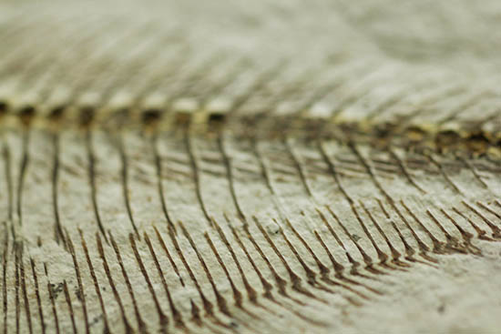 骨の浮き出方が美しい！ワイオミング州グリーンリバー層の古代魚ディプロミスタス(Diplomystus dentatus)の化石（その13）