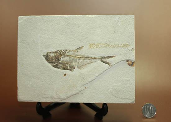 骨の浮き出方が美しい！ワイオミング州グリーンリバー層の古代魚ディプロミスタス(Diplomystus dentatus)の化石（その15）