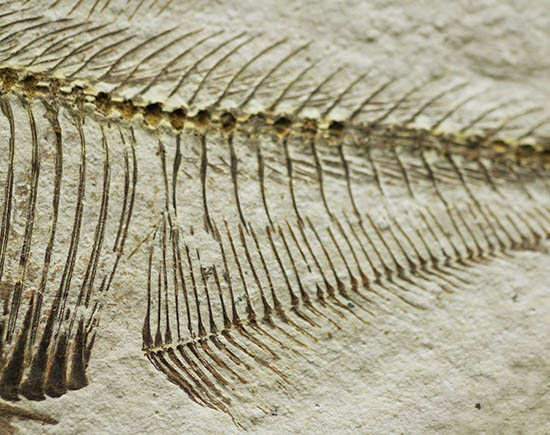 骨の浮き出方が美しい！ワイオミング州グリーンリバー層の古代魚ディプロミスタス(Diplomystus dentatus)の化石（その5）