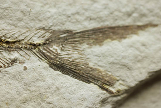 骨の浮き出方が美しい！ワイオミング州グリーンリバー層の古代魚ディプロミスタス(Diplomystus dentatus)の化石（その6）