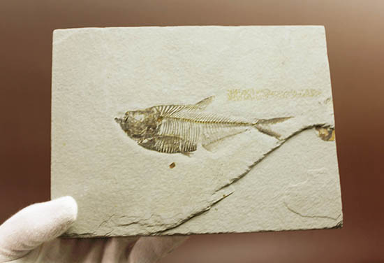骨の浮き出方が美しい！ワイオミング州グリーンリバー層の古代魚ディプロミスタス(Diplomystus dentatus)の化石（その7）