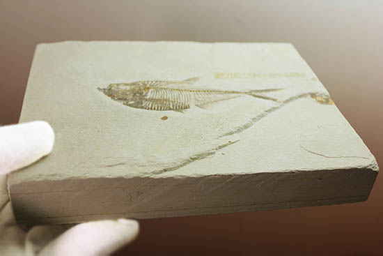 骨の浮き出方が美しい！ワイオミング州グリーンリバー層の古代魚ディプロミスタス(Diplomystus dentatus)の化石（その8）