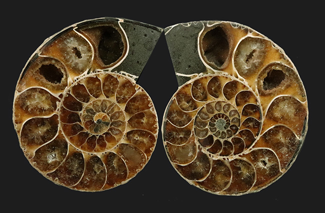 上質厳選品！マダガスカル産の１億年前のアンモナイト、デスモセラス（Desmoceras）のカット＆ポリッシュ標本（その1）