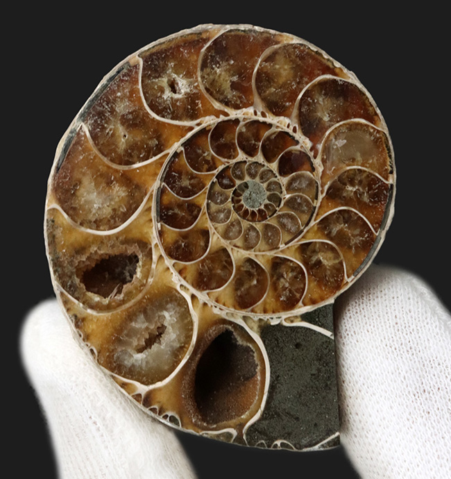 上質厳選品！マダガスカル産の１億年前のアンモナイト、デスモセラス（Desmoceras）のカット＆ポリッシュ標本（その3）