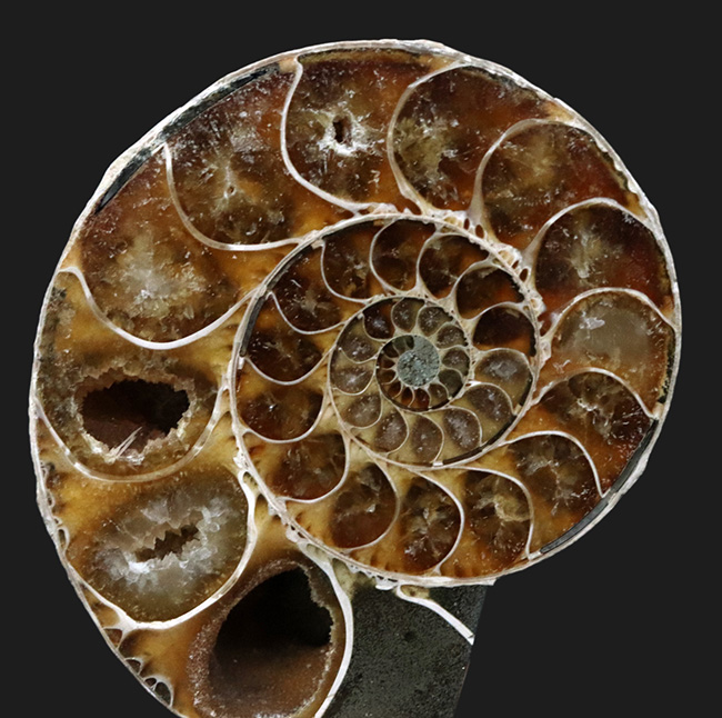 上質厳選品！マダガスカル産の１億年前のアンモナイト、デスモセラス（Desmoceras）のカット＆ポリッシュ標本（その4）
