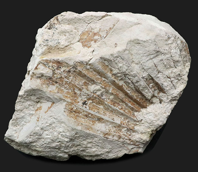 ５６年前に発見標本！「白川の化石」こと神戸層群植物化石、シュロ（ヤシ）の葉化石（その1）