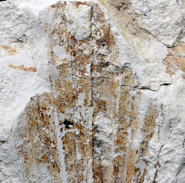 ５６年前に発見標本！「白川の化石」こと神戸層群植物化石、シュロ（ヤシ）の葉化石（その7）