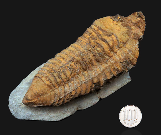 弊社取り扱い初の、激レア標本、ヘビーコレクター推奨、「こんな三葉虫がいたんだ！」ベリーベリーレア、モロッコ産カリメネラ（Calymenella sp.）の特大化石（その11）
