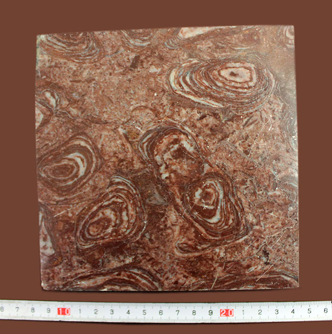 最も古い化石の一つ、コレニア・シリンドリカ（Collenia cylindrica）（その7）