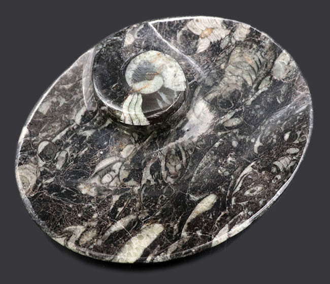 およそ４億年前のデボン紀の海に棲息していたゴニアタイト（Goniatite）を含む石を加工した皿（その1）