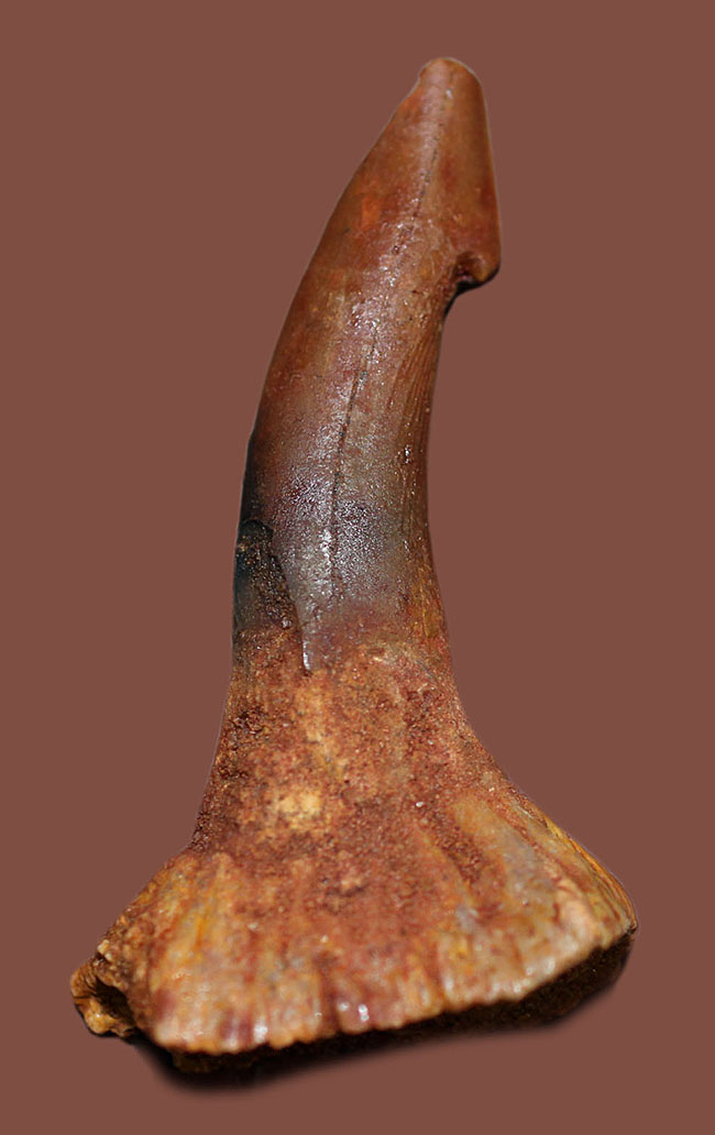 生きた化石、モロッコ産ノコギリエイ（Onchopristis）の７千万年前の歯化石（その1）