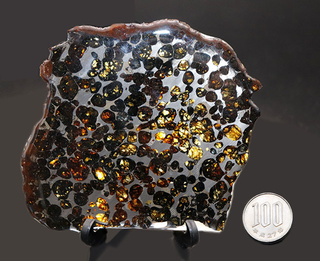 １０センチ近い大判、黄金色を呈する美しきかんらん石を御覧ください！２０１６年にケニアで発見された新しいパラサイト隕石（本体防錆処理済み）（その8）