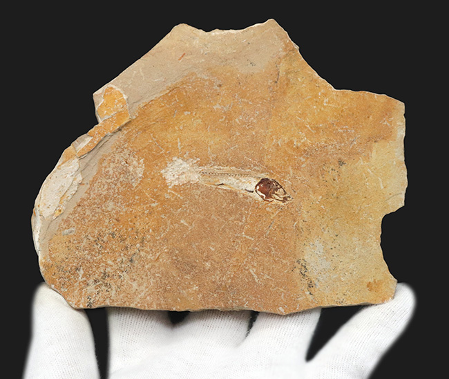 美しいアースカラーの母岩の中央に鎮座する、およそ１億年前の古代魚、ダスティルベ（Dastilbe）の化石（その5）