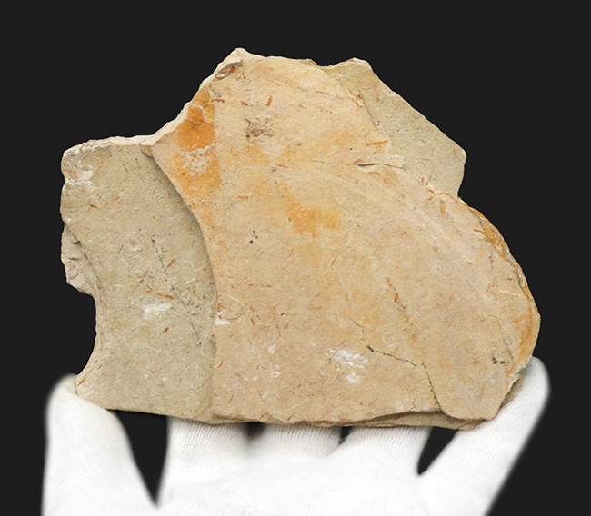 美しいアースカラーの母岩の中央に鎮座する、およそ１億年前の古代魚、ダスティルベ（Dastilbe）の化石（その6）
