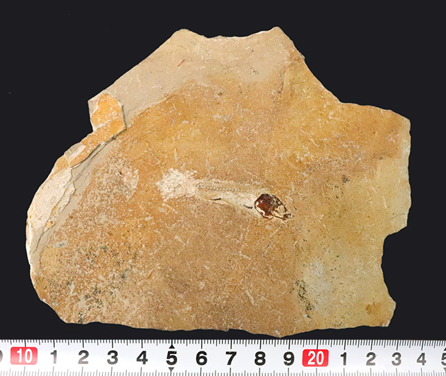 美しいアースカラーの母岩の中央に鎮座する、およそ１億年前の古代魚、ダスティルベ（Dastilbe）の化石（その8）