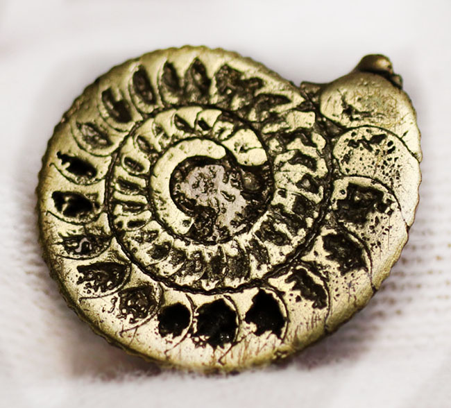 フランスのジュラ紀の地層から採れたバイライト（黄鉄鉱）化したアンモナイト（Ammonite）。珍しいハーフカット標本です（その2）