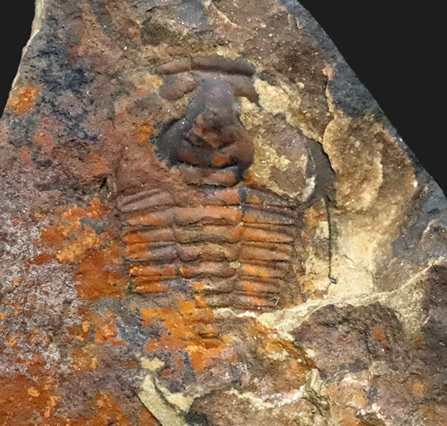 希少、カンブリア爆発によって誕生した最も初期の三葉虫の一つ、中国雲南省産レドリキア・マンスイ（Redlichia mansuyi）の化石（その1）
