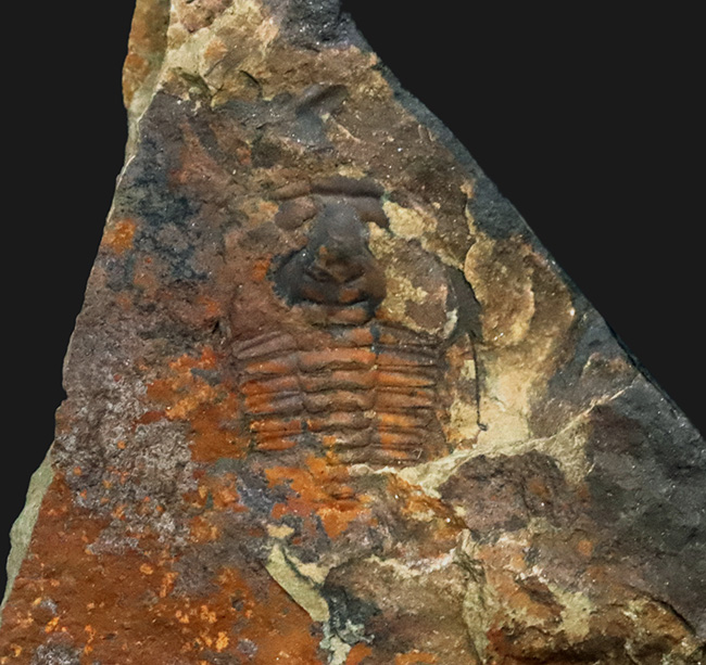 希少、カンブリア爆発によって誕生した最も初期の三葉虫の一つ、中国雲南省産レドリキア・マンスイ（Redlichia mansuyi）の化石（その4）