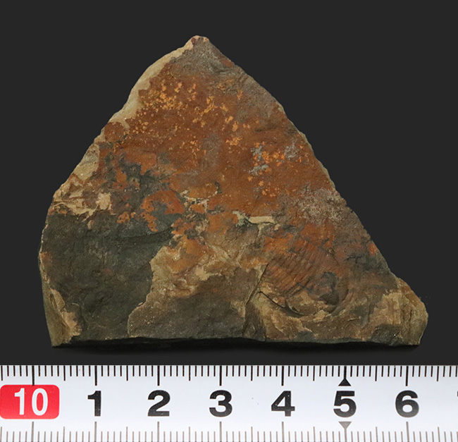 希少、カンブリア爆発によって誕生した最も初期の三葉虫の一つ、中国雲南省産レドリキア・マンスイ（Redlichia mansuyi）の化石（その6）