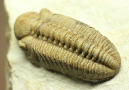 あのボブキャロルがクリーニングを手がけた作品、三葉虫カイノプス・レイモンディ(Kainops raymondi)(その1)