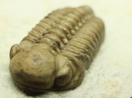 あのボブキャロルがクリーニングを手がけた作品、三葉虫カイノプス・レイモンディ(Kainops raymondi)(その10)