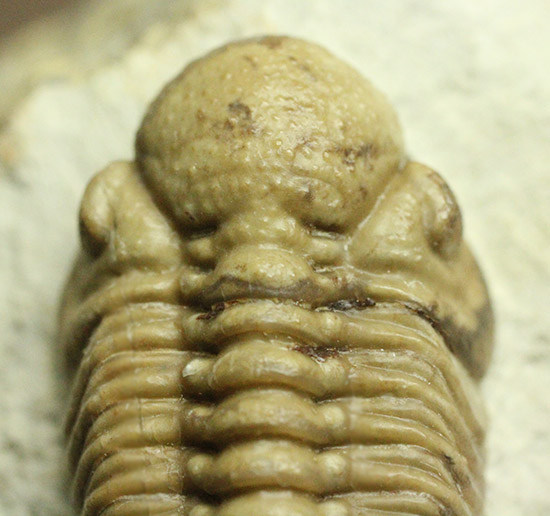 あのボブキャロルがクリーニングを手がけた作品、三葉虫カイノプス・レイモンディ(Kainops raymondi)(その12)