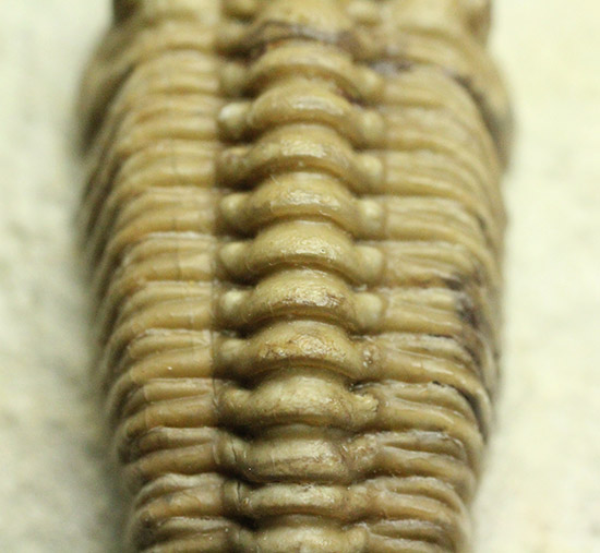 あのボブキャロルがクリーニングを手がけた作品、三葉虫カイノプス・レイモンディ(Kainops raymondi)(その13)