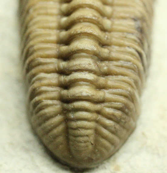 あのボブキャロルがクリーニングを手がけた作品、三葉虫カイノプス・レイモンディ(Kainops raymondi)(その14)