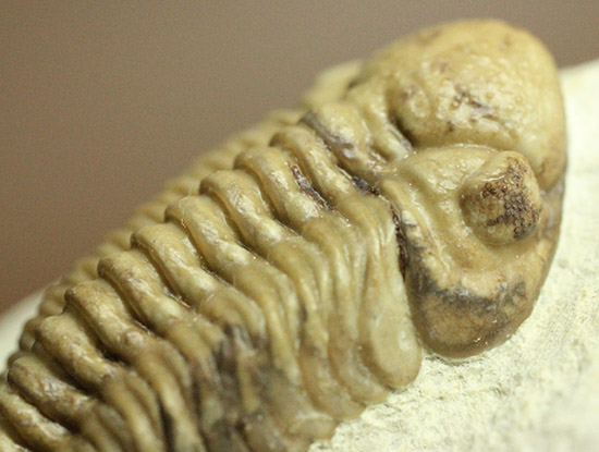 あのボブキャロルがクリーニングを手がけた作品、三葉虫カイノプス・レイモンディ(Kainops raymondi)(その15)