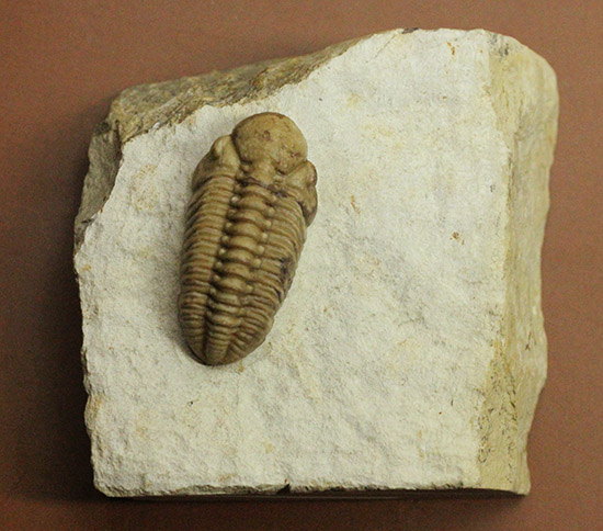 あのボブキャロルがクリーニングを手がけた作品、三葉虫カイノプス・レイモンディ(Kainops raymondi)(その18)