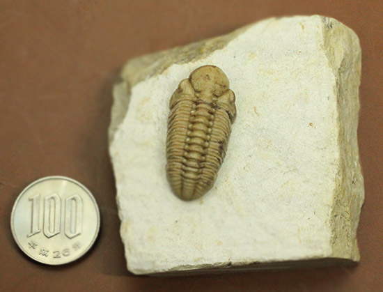 あのボブキャロルがクリーニングを手がけた作品、三葉虫カイノプス・レイモンディ(Kainops raymondi)(その19)
