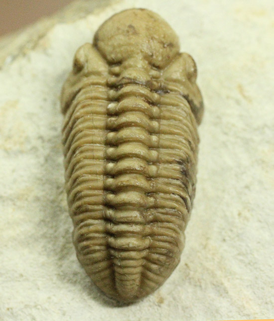 あのボブキャロルがクリーニングを手がけた作品、三葉虫カイノプス・レイモンディ(Kainops raymondi)(その2)