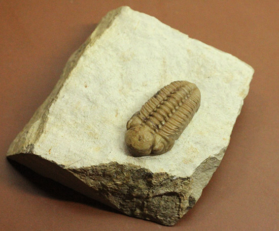 あのボブキャロルがクリーニングを手がけた作品、三葉虫カイノプス・レイモンディ(Kainops raymondi)(その3)