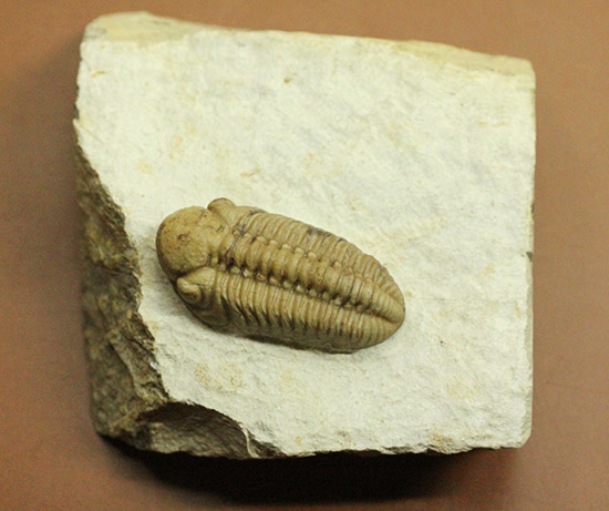 あのボブキャロルがクリーニングを手がけた作品、三葉虫カイノプス・レイモンディ(Kainops raymondi)(その4)