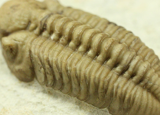 あのボブキャロルがクリーニングを手がけた作品、三葉虫カイノプス・レイモンディ(Kainops raymondi)(その6)