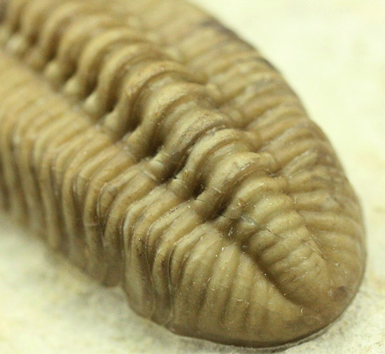 あのボブキャロルがクリーニングを手がけた作品、三葉虫カイノプス・レイモンディ(Kainops raymondi)(その7)