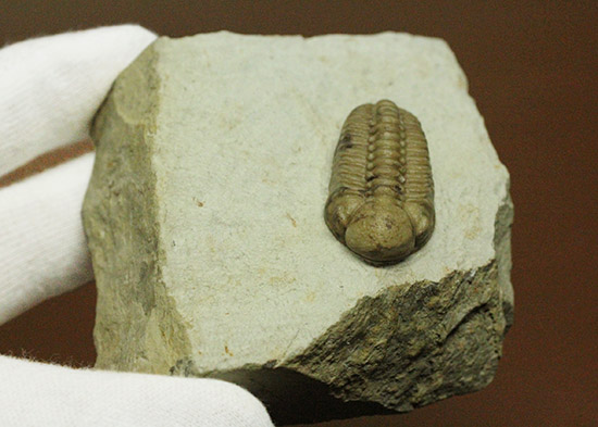 あのボブキャロルがクリーニングを手がけた作品、三葉虫カイノプス・レイモンディ(Kainops raymondi)(その8)