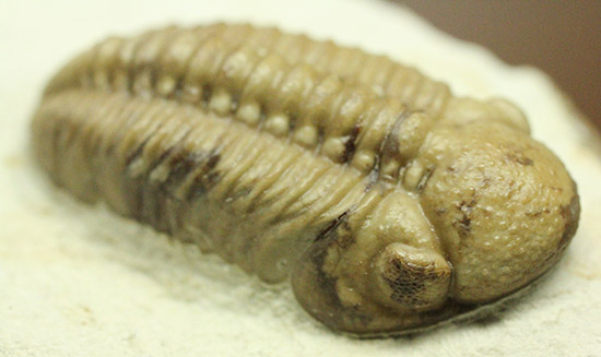 あのボブキャロルがクリーニングを手がけた作品、三葉虫カイノプス・レイモンディ(Kainops raymondi)(その9)