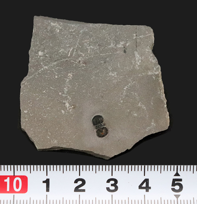 カンブリア紀中期に世界中に現れた一風変わった三葉虫、ペロノプシス（Peronopsis interstrictus）の化石（その6）