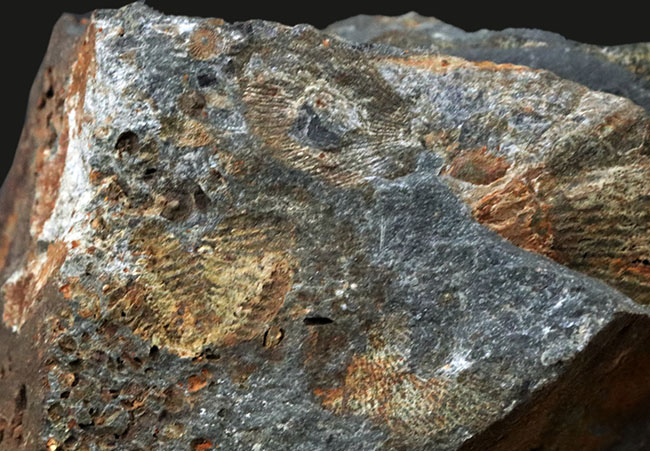 国産マニアックシリーズ（岩手県の石炭紀の地層）！１５ミリ前後のフィリップシアの部分化石が散見される群集化石（Phillipsia ohmorensis）（その3）
