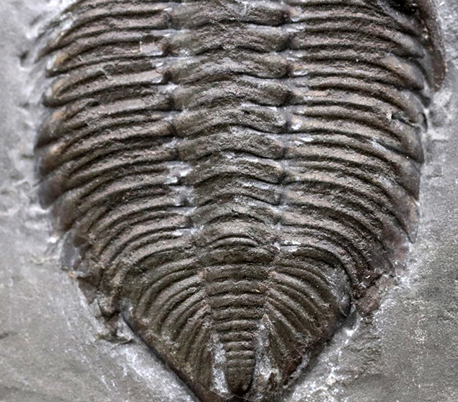 ロチェスター頁岩層の番人！米国ニューヨーク州産三葉虫ダルマニテス（Dalmanites limulurus）のマルチプレート化石（その5）