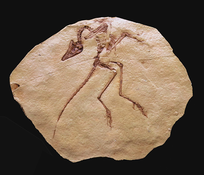 一品限り！始祖鳥（Archaeopteryx lithographica）のレプリカ標本（その1）