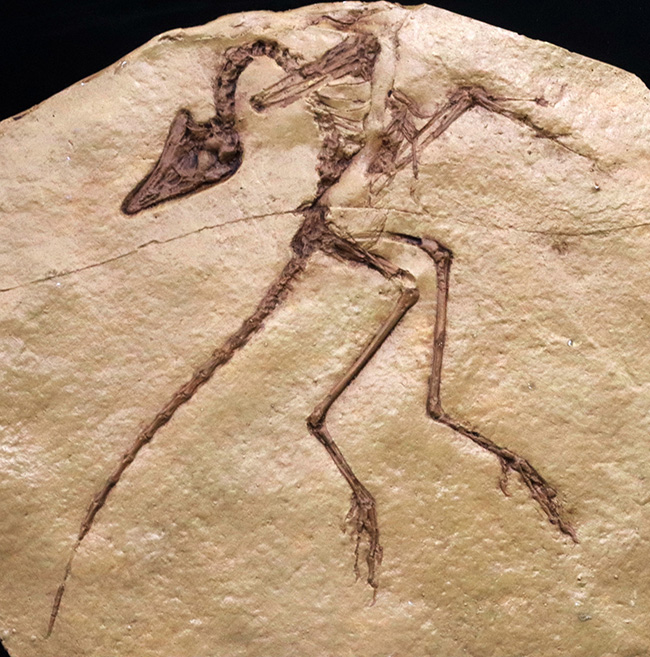 一品限り！始祖鳥（Archaeopteryx lithographica）のレプリカ標本（その2）
