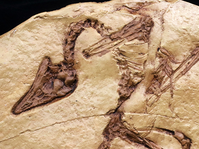 一品限り！始祖鳥（Archaeopteryx lithographica）のレプリカ標本（その3）