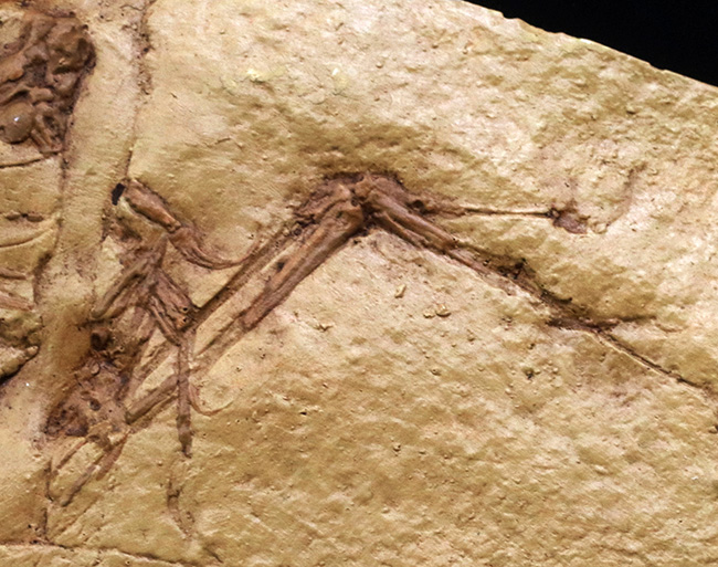 一品限り！始祖鳥（Archaeopteryx lithographica）のレプリカ標本（その4）