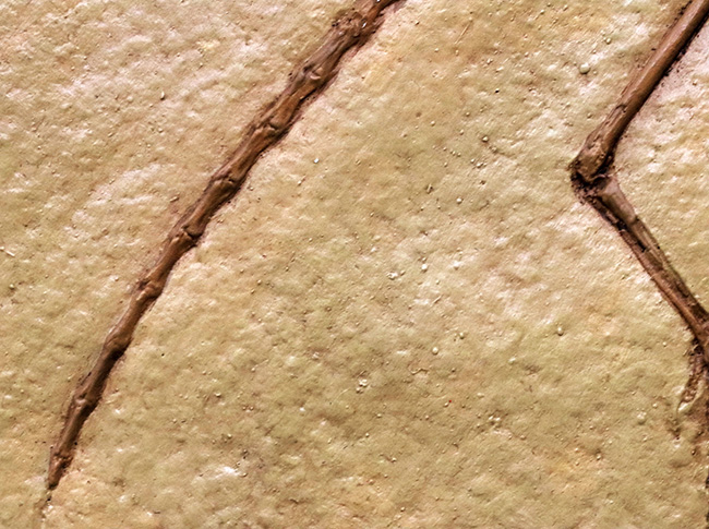 一品限り！始祖鳥（Archaeopteryx lithographica）のレプリカ標本（その5）