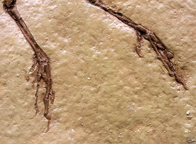 一品限り！始祖鳥（Archaeopteryx lithographica）のレプリカ標本（その6）